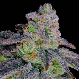 Dante´s Inferno#8 > Sacred Terps